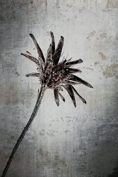 Korenbloem - Centaurea cyanus van Christophe Fruyt