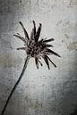 Korenbloem - Centaurea cyanus van Christophe Fruyt thumbnail