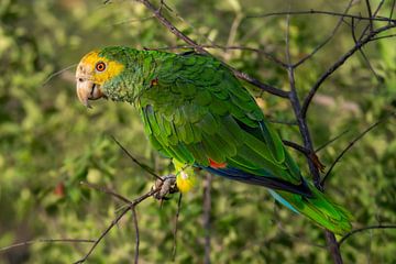 Lora, de geelvleugelamazone, op Bonaire van Pieter JF Smit