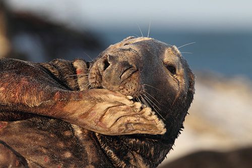 Grijze Zeehond Stier Helgoland Eiland Duitsland