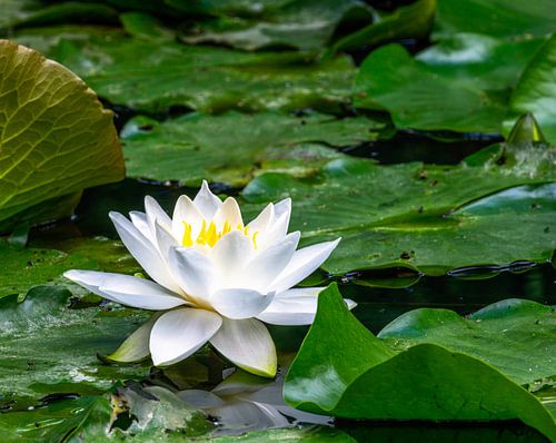 Nénuphar blanc