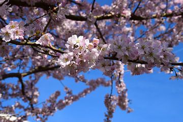 Sakura / Kersenbloesem van Ingrid de Vos - Boom