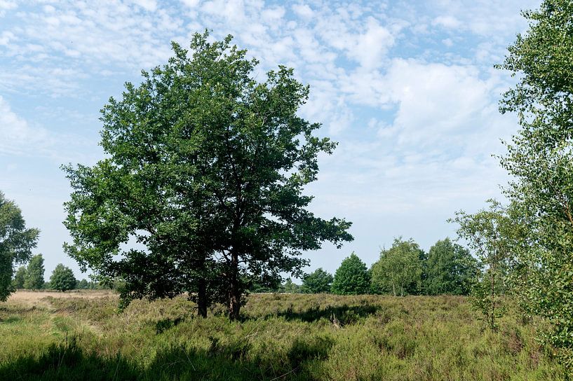 Nationale Park de Hoge Kempen, Mechelse Heide van Richard Wareham