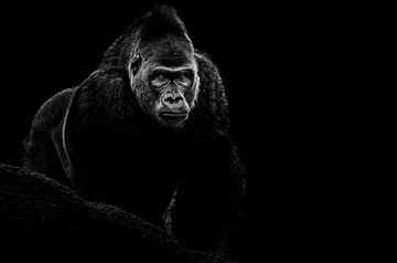 Gorilla von foto lica