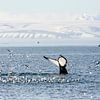 Duikende Bultrug walvis op Spitsbergen van Caroline Piek
