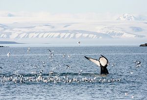 Tauchende Buckelwale auf Spitzbergen von Caroline Piek