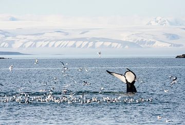 Duikende Bultrug walvis op Spitsbergen van Caroline Piek