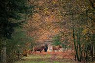 Herfst met Schotse Hooglander van Gert Hilbink thumbnail