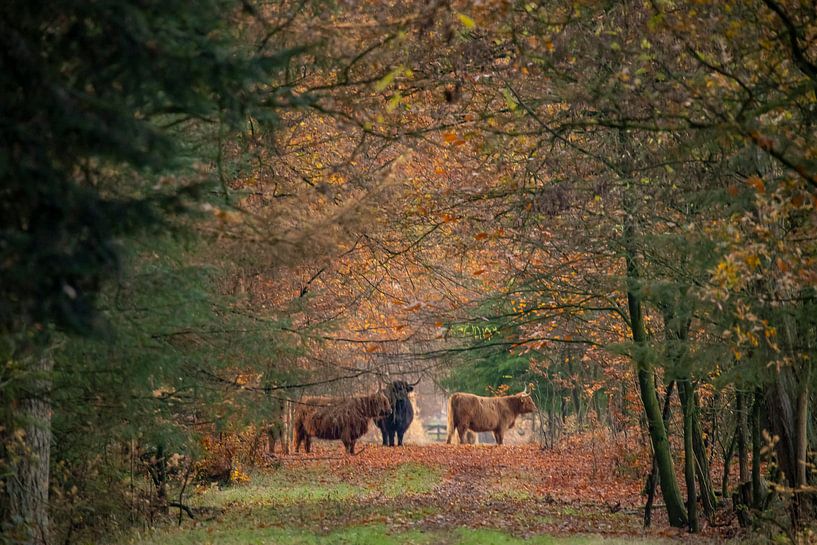 Herfst met Schotse Hooglander van Gert Hilbink