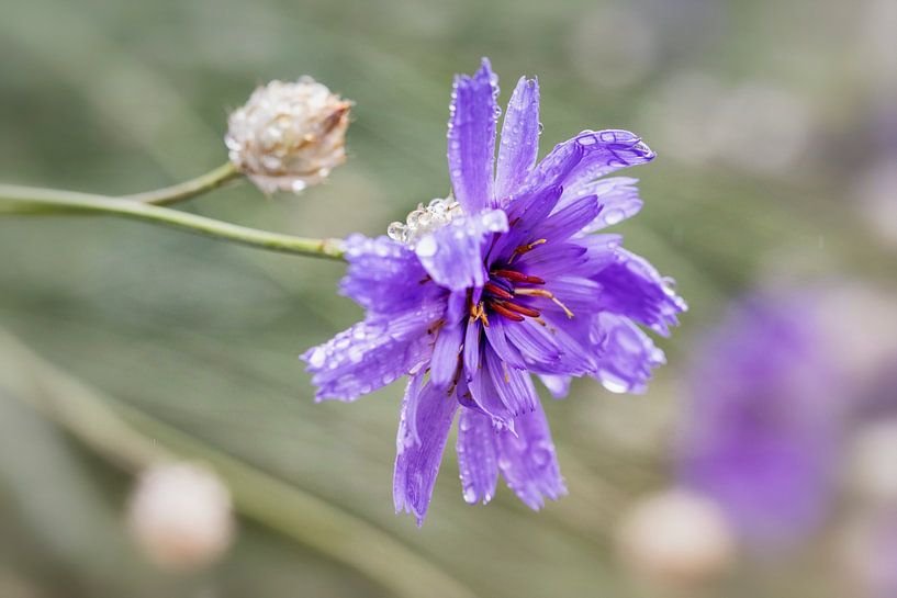 Cosmea by Rob Boon