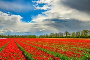 Tulips blooming in a field during springtime