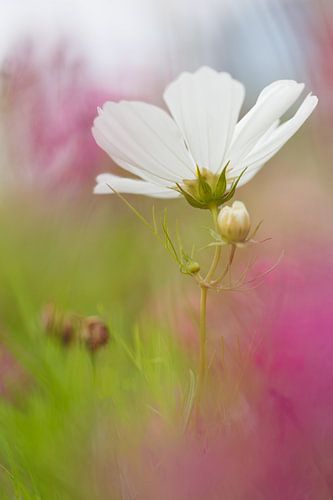 Cosmea 'Dreamy World' by Dagmar Hijmans