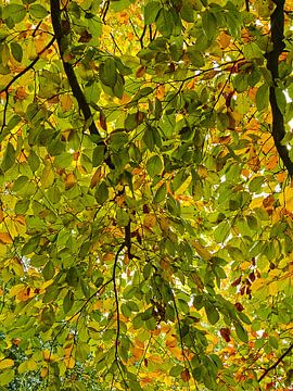 Canopy by Roger Trelou