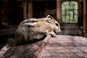 Neugieriges Eichhörnchen in rustikaler Scheune: Ein Moment der Lebendigkeit und des zeitlosen Charmes
