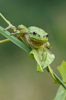 Tree frog on reed stem and climbing plant in green