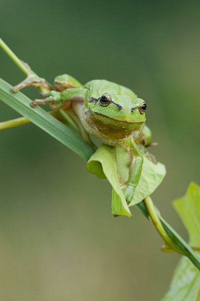 Grenouille arboricole sur tige de roseau et plante grimpante en vert par Jeroen Stel