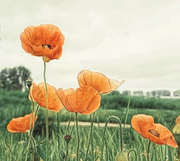 Poppies along the path by Niek Traas