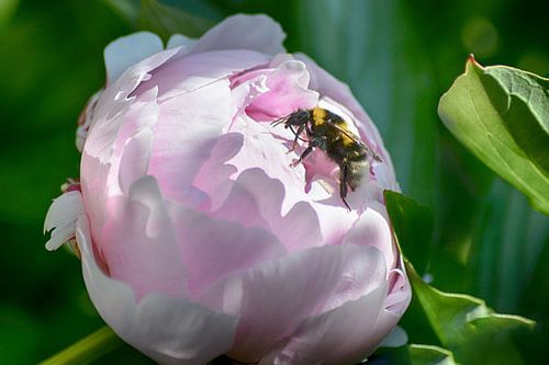 Pivoine avec bourdon (2 Liège)