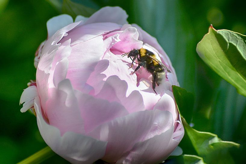 Pioenroos met Hommel (2 Luik) van FotoGraaG Hanneke