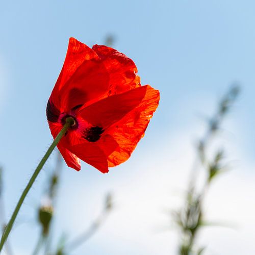 Transparent poppy