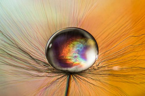 Bruine sur une peluche de pissenlit sur Bert Nijholt