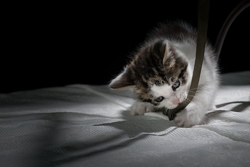 Ensor die Katze, alles ist im Spiel.