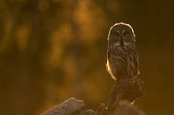 Great Grey Owl ( Strix nebulosa ) perched on an exposed rock in warm orange backlight of morning sun van wunderbare Erde thumbnail
