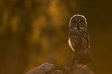 Great Grey Owl ( Strix nebulosa ) perched on an exposed rock in warm orange backlight of morning sun sur wunderbare Erde