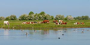Roodbonte koeien van Hanneke Luit