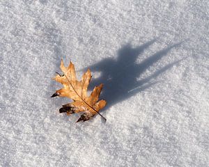 Eichenblatt im Schnee von Rick Kloekke