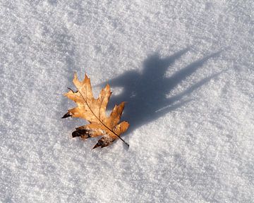 Eikenblad in de sneeuw