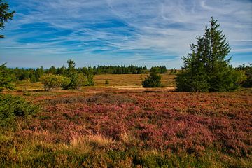 Paysage de landes dans les Vosges sur Tanja Voigt