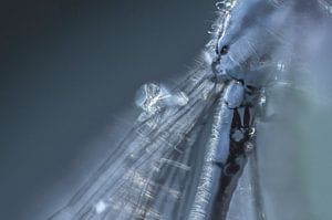 Macro demoiselle.