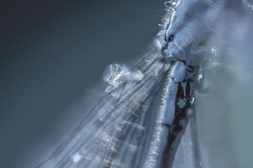 Macro damselfly. by natascha verbij