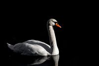 Schwan auf dem See