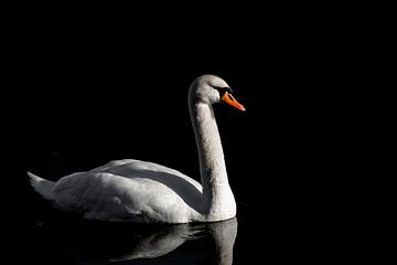 Swan on the lake by Markus Weber