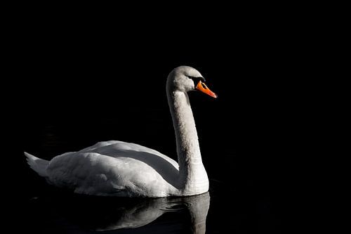 Swan on the lake