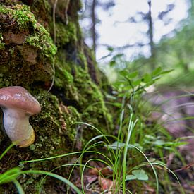 Pilz an Baumstamm im Wald von WittholmPhotography