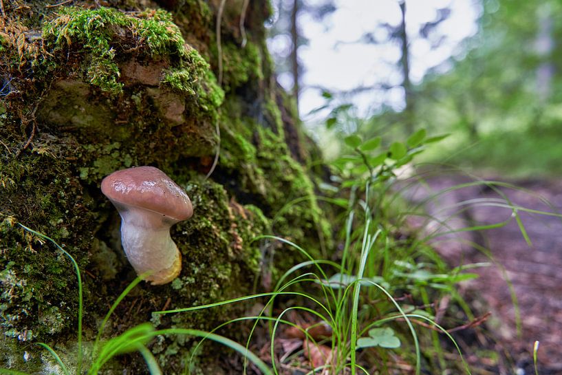 Mushroom on tree trunk in forest by WittholmPhotography