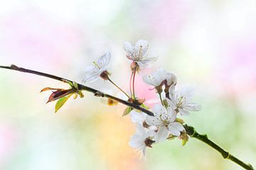 Blüte von Jeannette Penris