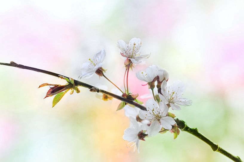 Blossom par Jeannette Penris