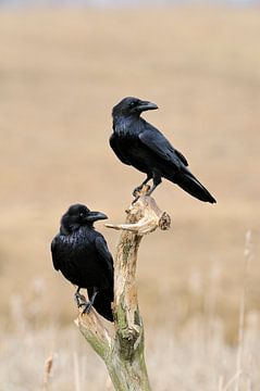Common Raven ( Corvus corax ), two together, perched on the rest of a rotten tree above reeds in wet