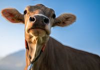Curious Stare – A Swiss Cow