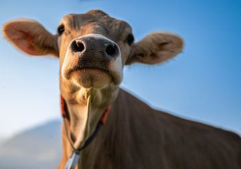 Regard curieux - Une vache suisse