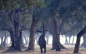Afrikanischer Elefant von Paul van Gaalen, natuurfotograaf