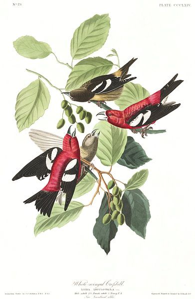 Weißflügellintern von Birds of America
