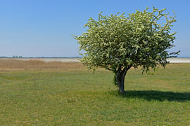 Blühender Baum alleine auf einem weiten Feld unter blauem Himmel von Tomherkules