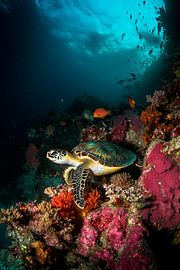 Meeresschildkröte im Korallenriff von Poster Art Shop