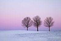 Three trees with a pink sky and snow