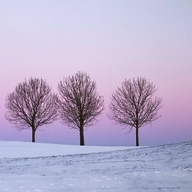 Drie bomen met een roze lucht en sneeuw van Inge van Zijl